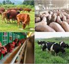 2020: Năm “bản lề” cho ngành chăn nuôi phát triển